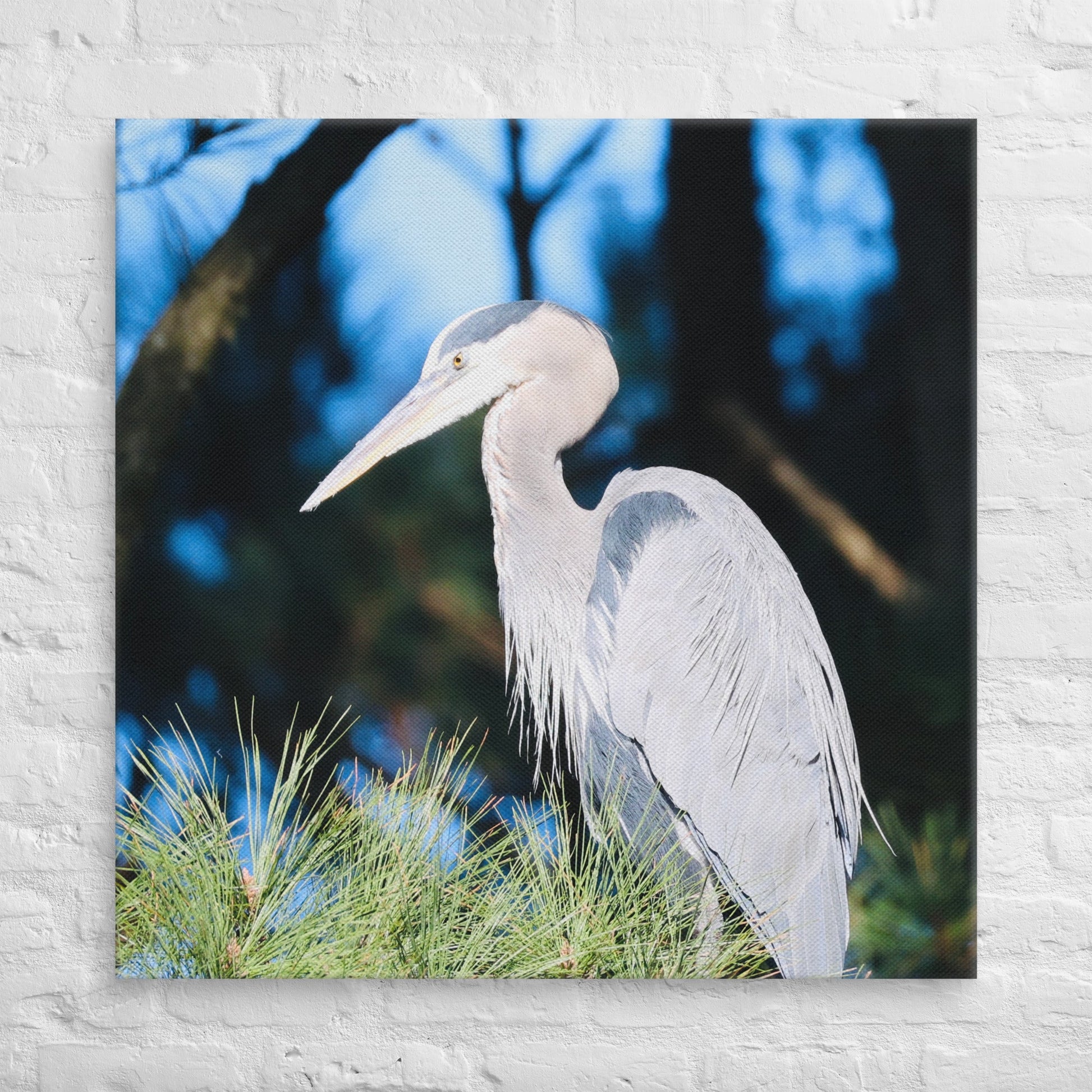 Canvas Great Blue Heron - Nature By Poli Canvas Great Blue HeronNature By Poli Nature By Poli 37″×37″