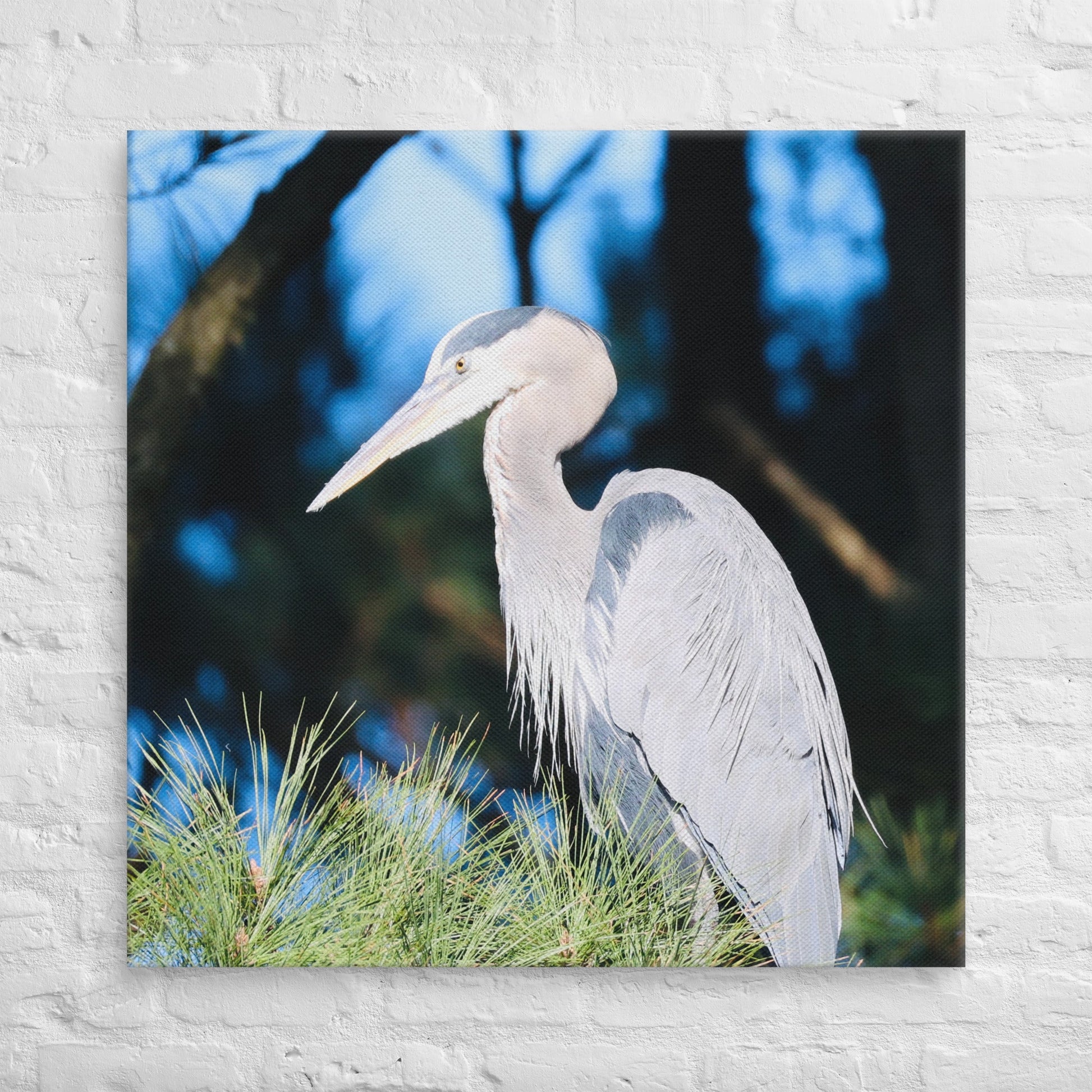 Canvas Great Blue Heron - Nature By Poli Canvas Great Blue HeronNature By Poli Nature By Poli 36″×36″