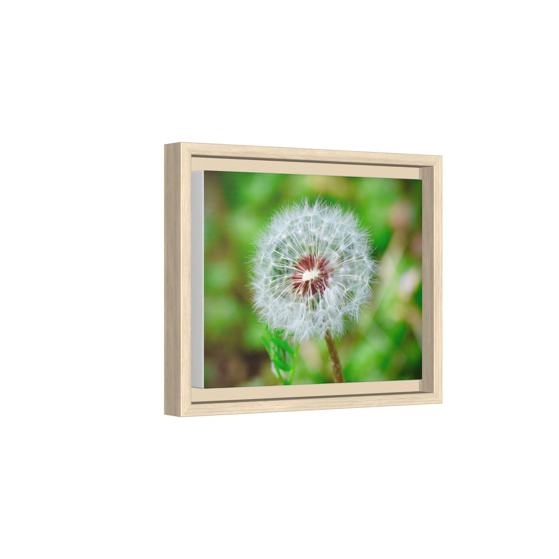 Framed Dandelion Matte Canvas Print — Botanical Wall Art - Poli SignatureFramed Dandelion Matte Canvas Print — Botanical Wall ArtCanvasPrintifyPoli SignatureCanvas10″ x 8″ (Horizontal)1.25"
