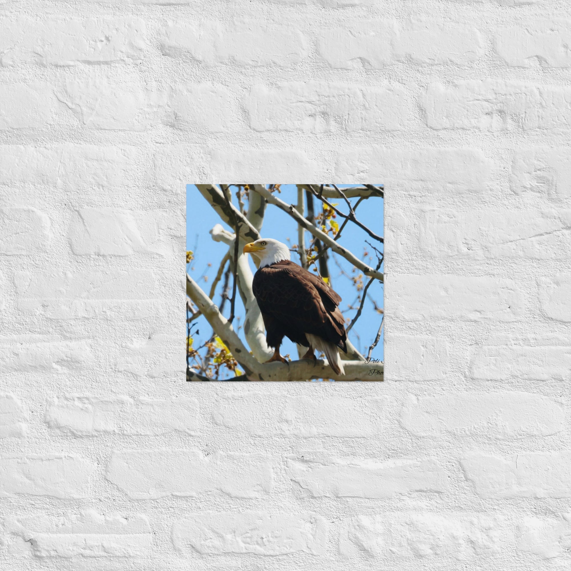 Poster - Nature By PoliPosterNature By Poli Nature By Poli12″×12″