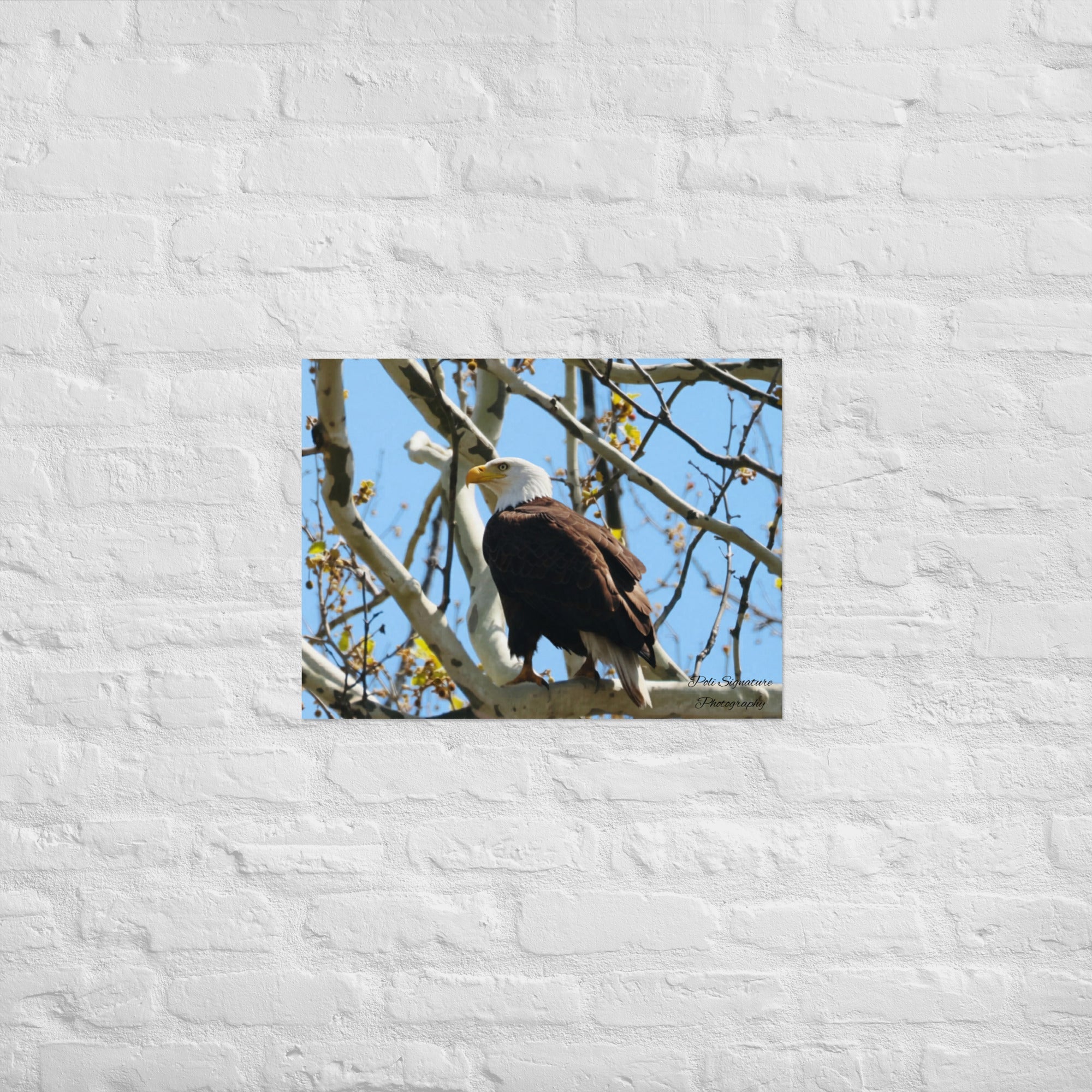 Poster - Nature By PoliPosterNature By Poli Nature By Poli18″×24″