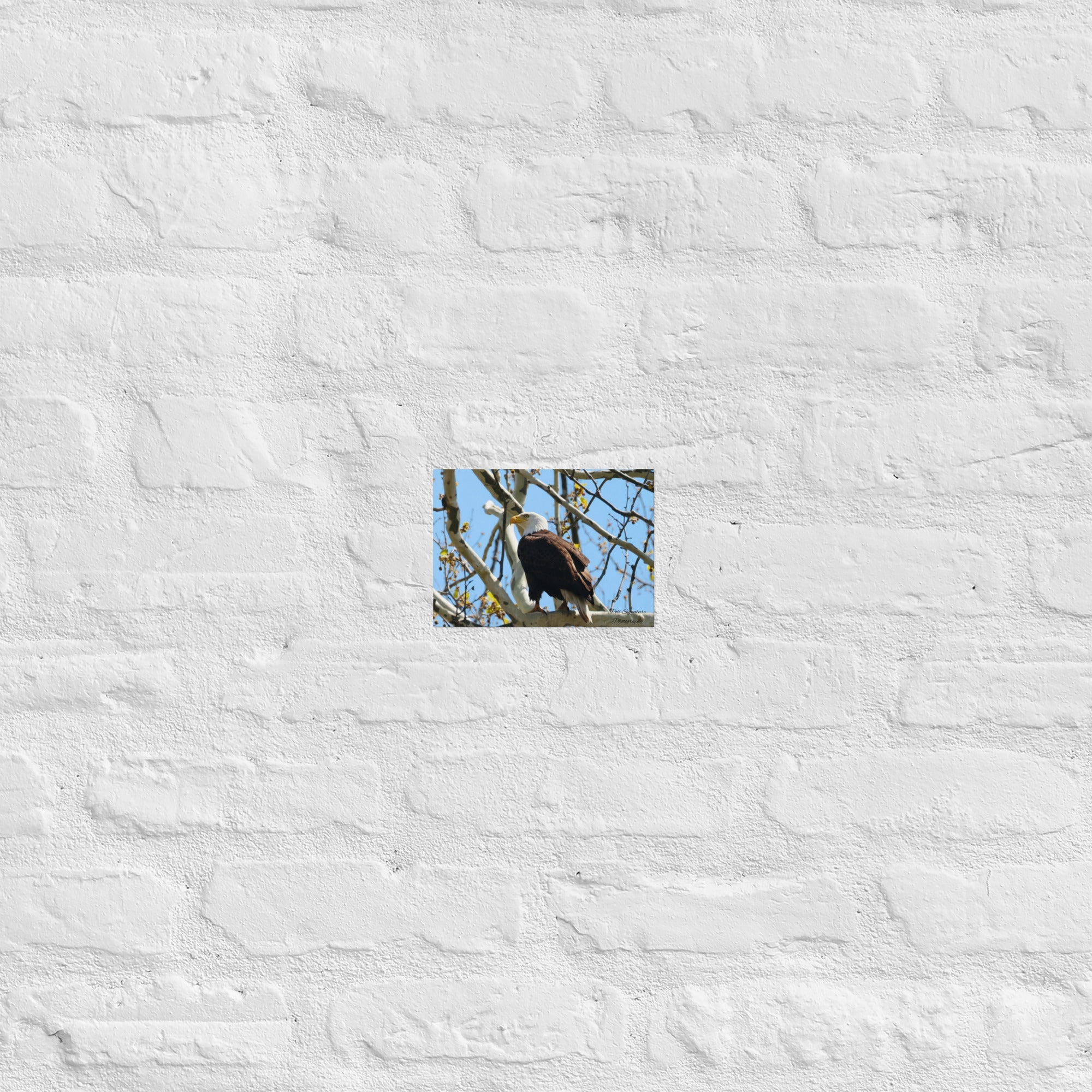 Poster - Nature By PoliPosterNature By Poli Nature By Poli5″×7″