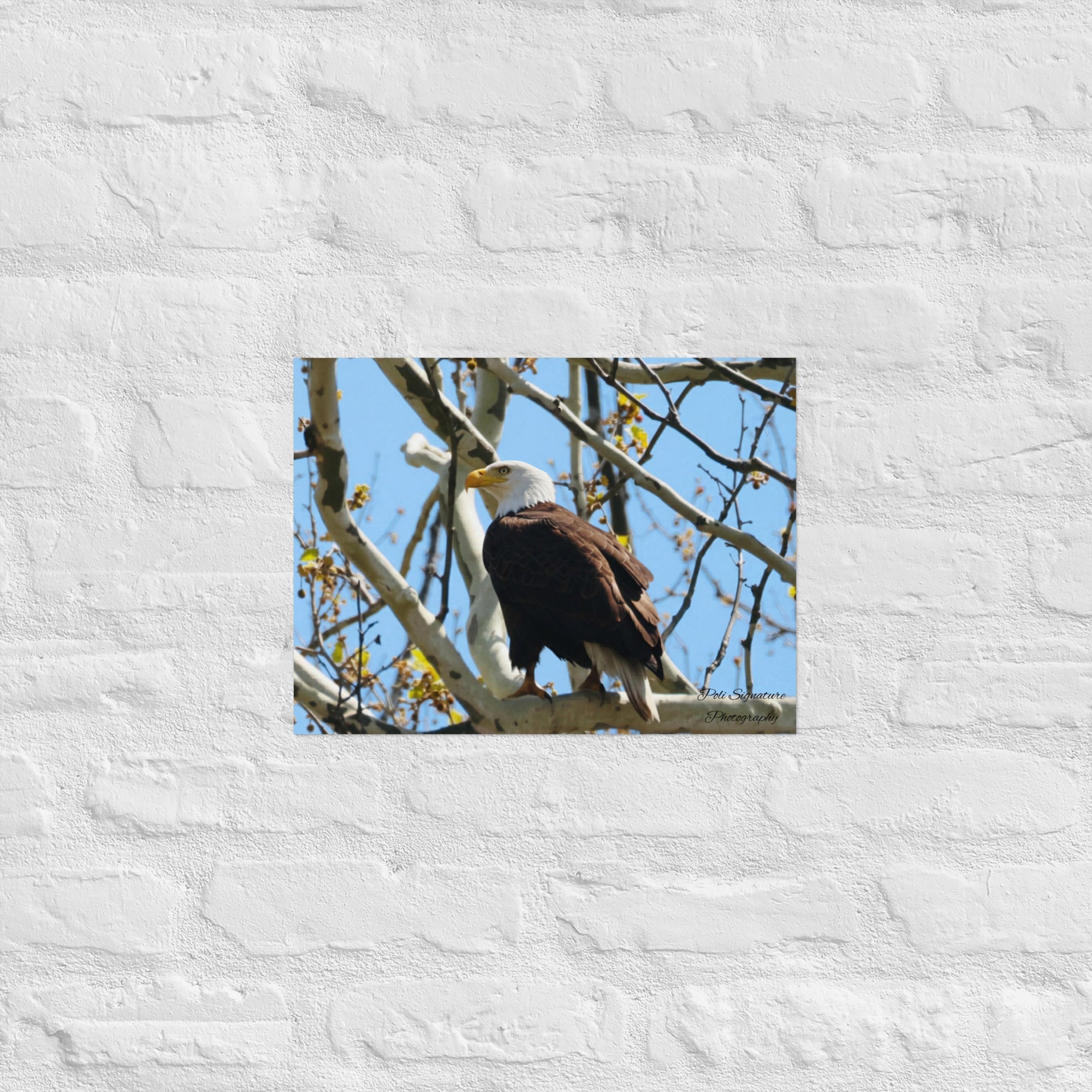 Poster - Nature By PoliPosterNature By Poli Nature By Poli12″×16″