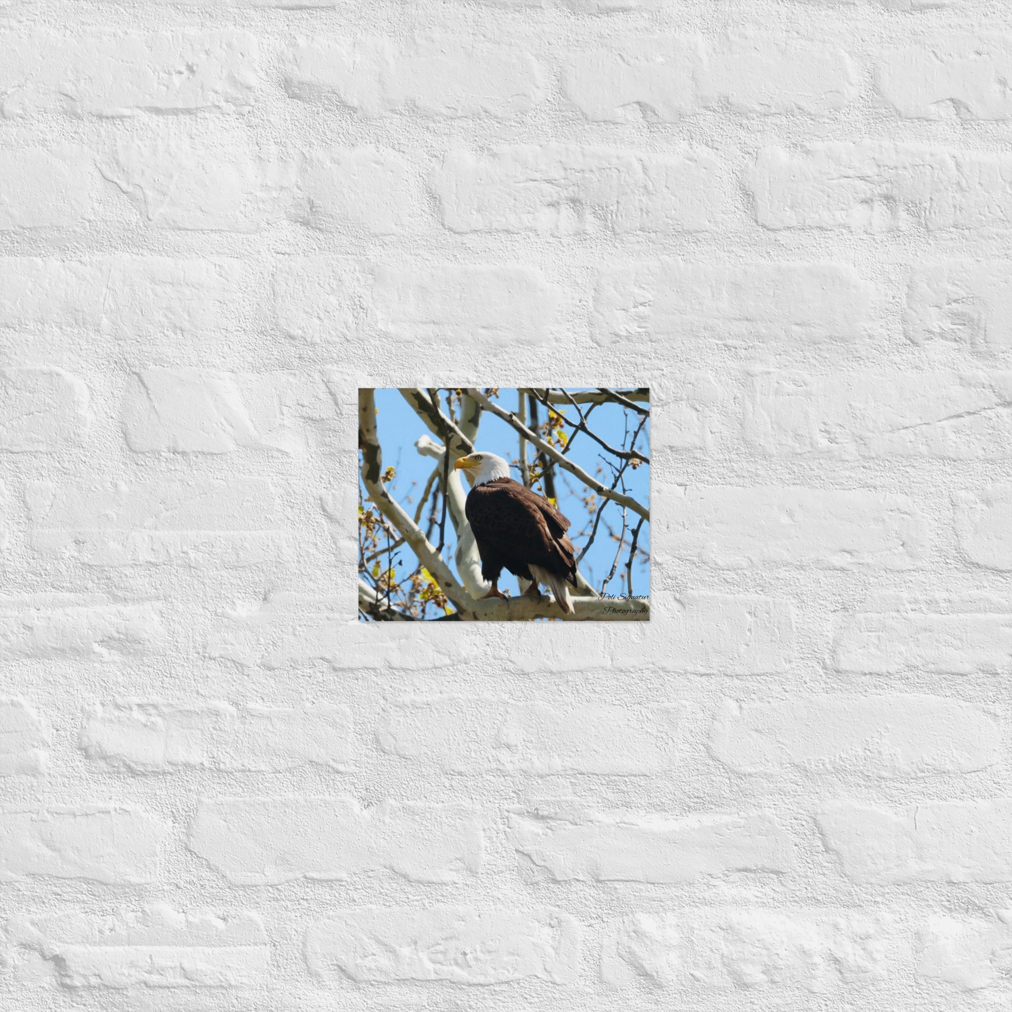 Poster - Nature By PoliPosterNature By Poli Nature By Poli16″×20″