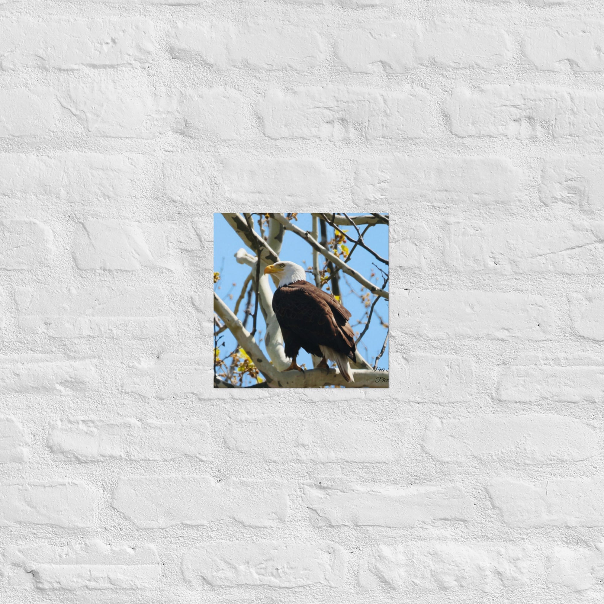 Poster - Nature By PoliPosterNature By Poli Nature By Poli10″×10″