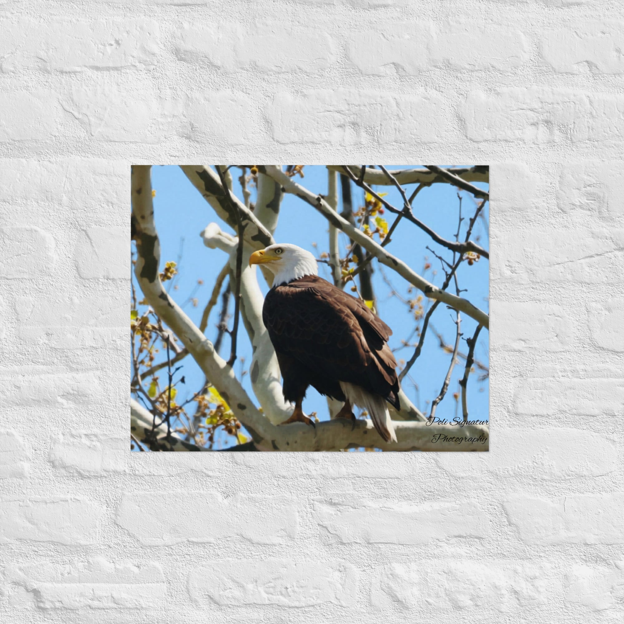 Poster - Nature By PoliPosterNature By Poli Nature By Poli16″×20″