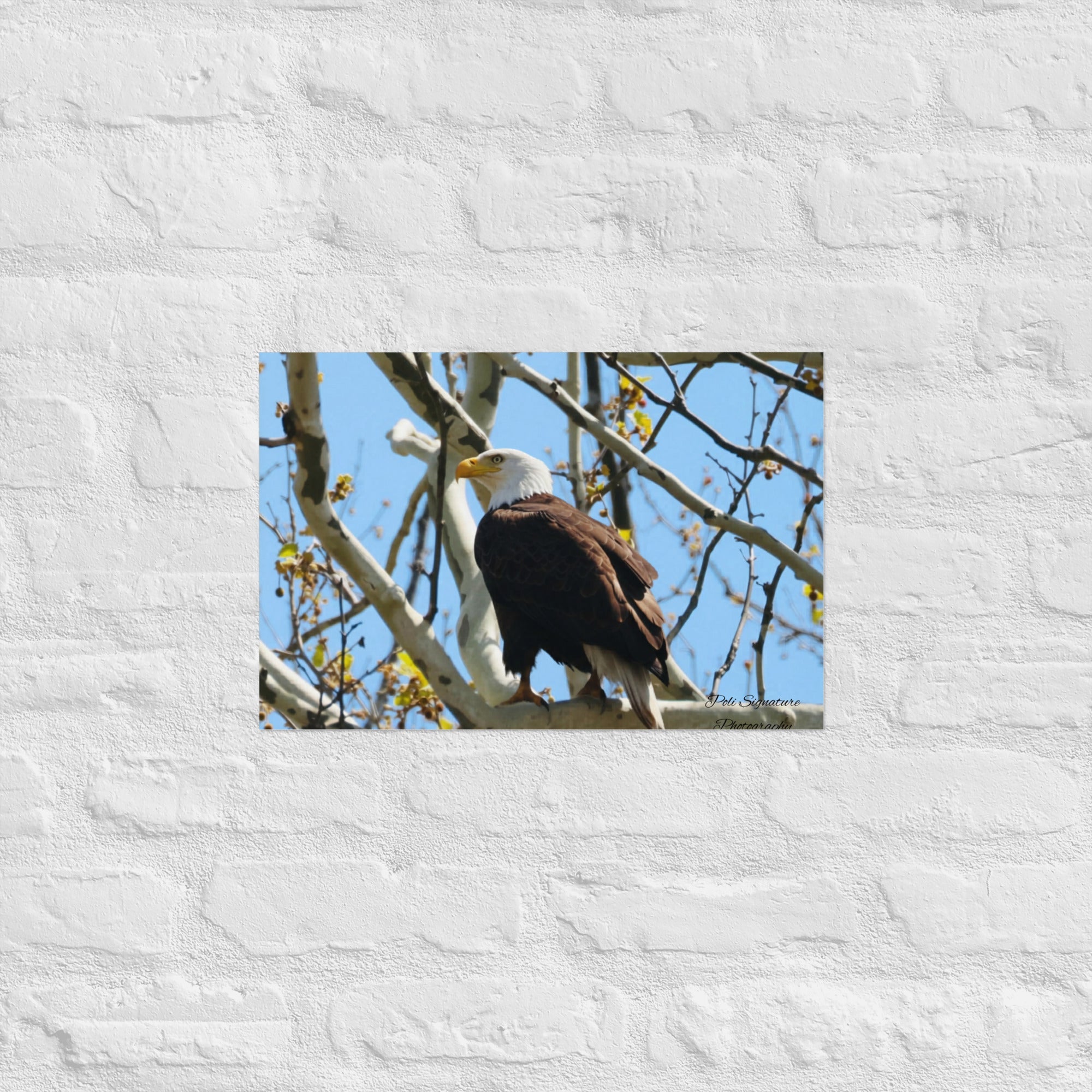 Poster - Nature By PoliPosterNature By Poli Nature By Poli12″×18″