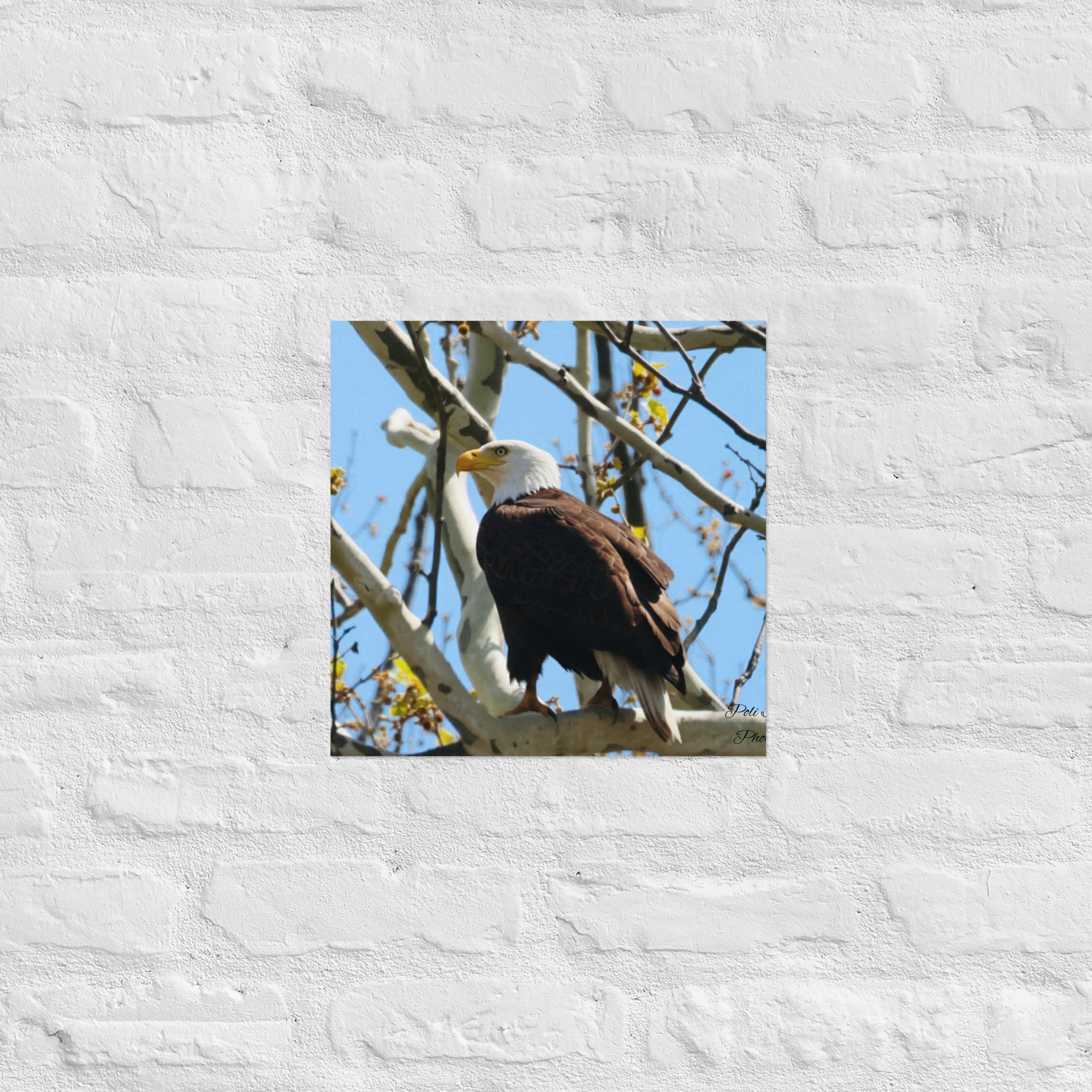 Poster - Nature By PoliPosterNature By Poli Nature By Poli14″×14″