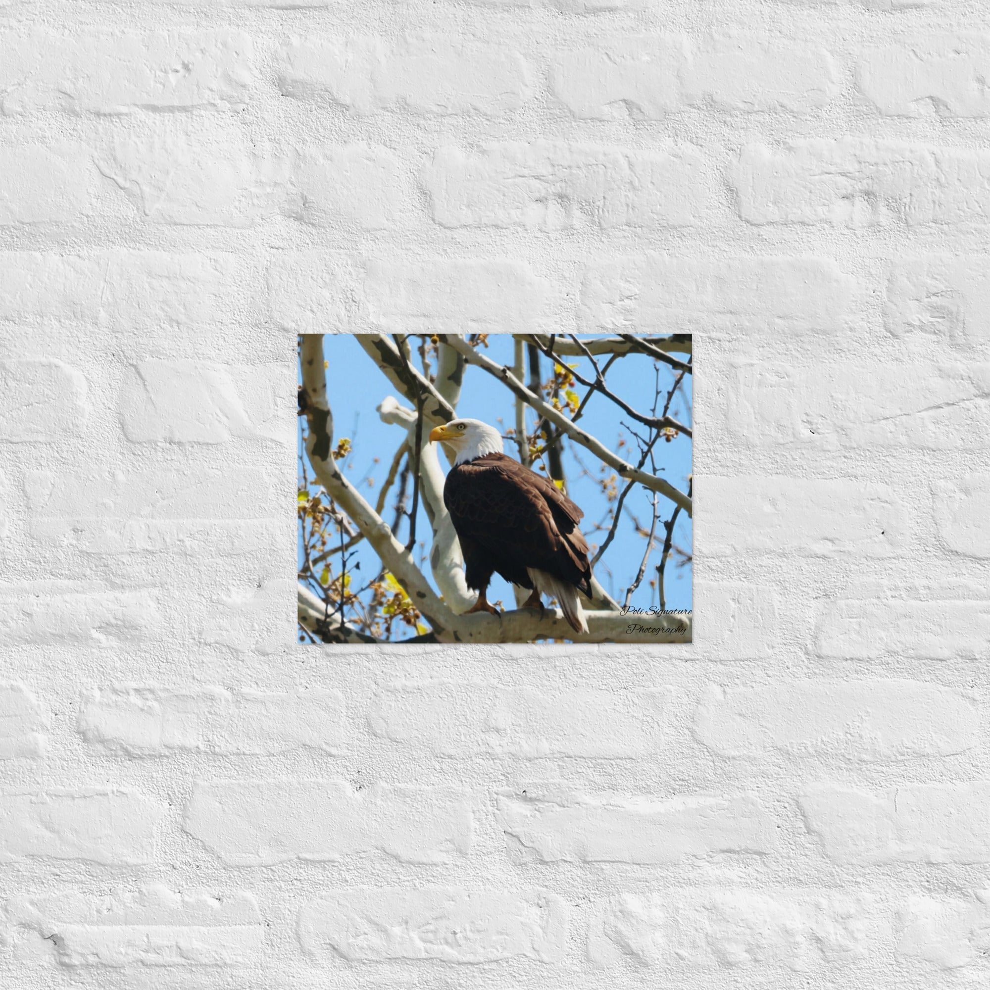 Poster - Nature By PoliPosterNature By Poli Nature By Poli11″×14″