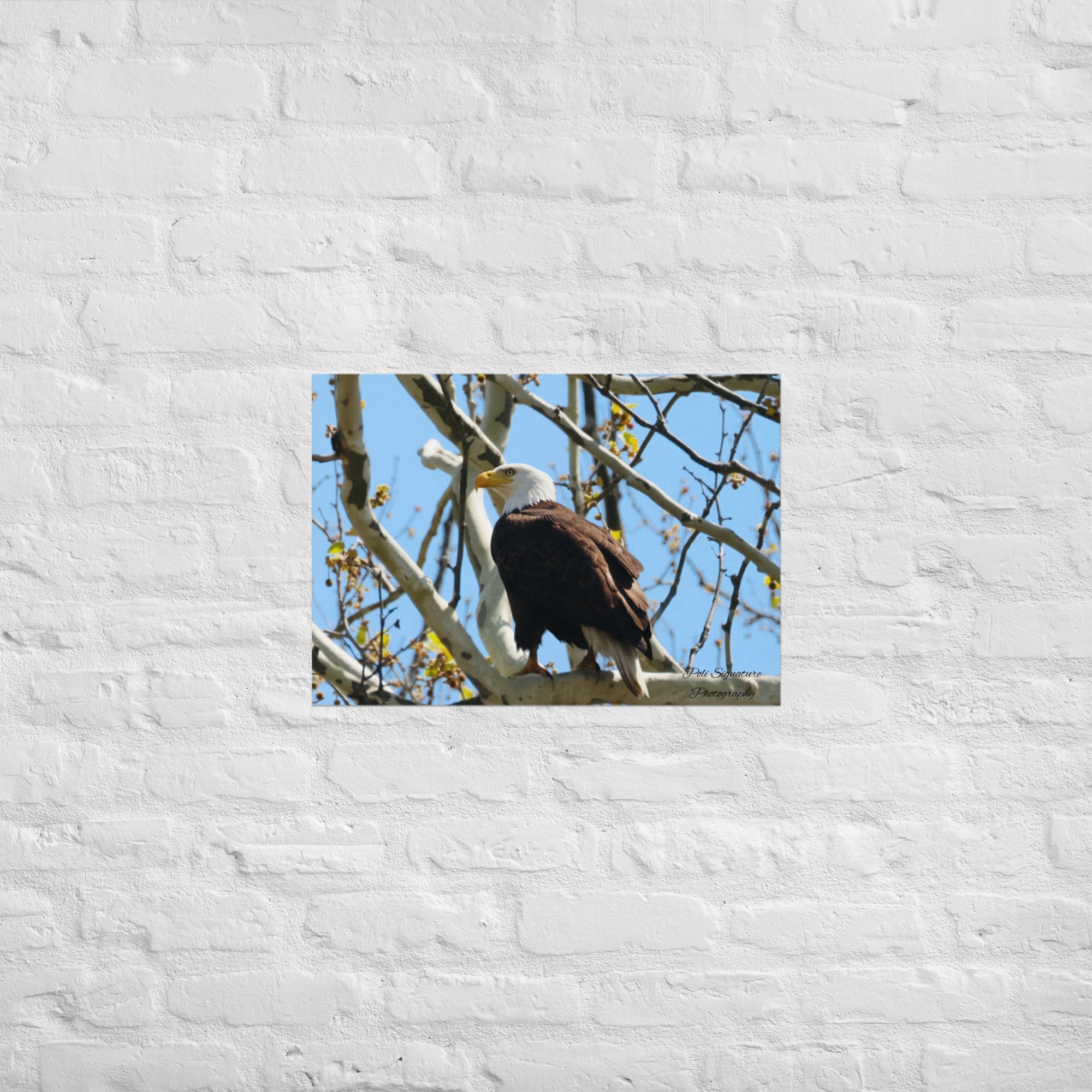 Poster - Nature By PoliPosterNature By Poli Nature By PoliA2 (16.5″×23.3″)