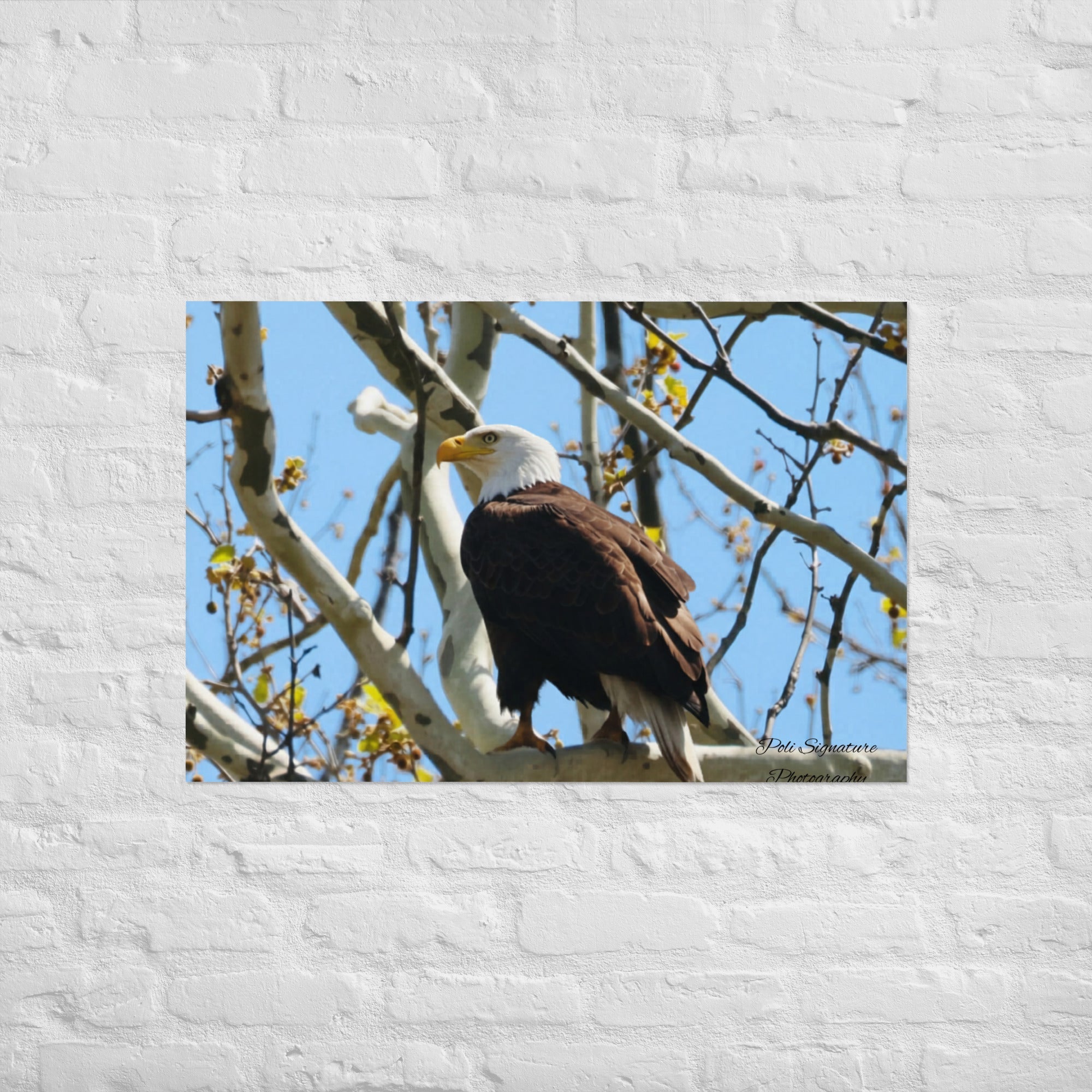 Poster - Nature By PoliPosterNature By Poli Nature By Poli24″×36″