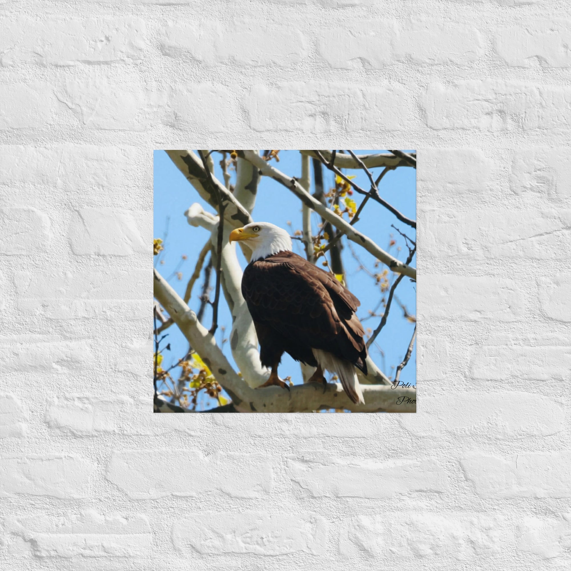 Poster - Nature By PoliPosterNature By Poli Nature By Poli16″×16″