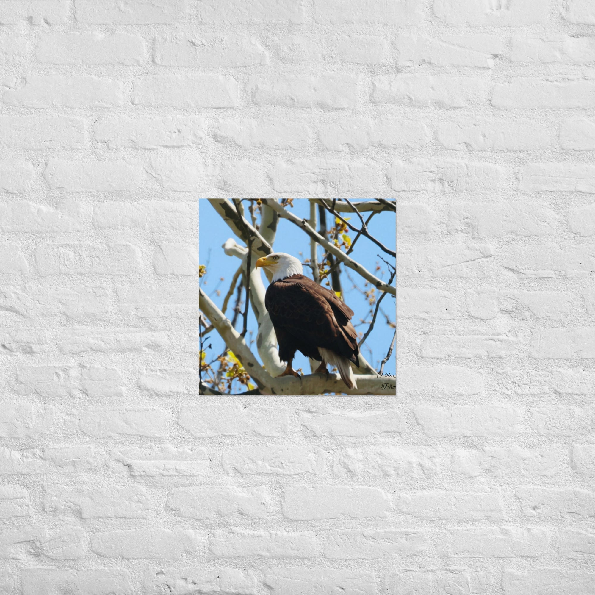 Poster - Nature By PoliPosterNature By Poli Nature By Poli18″×18″