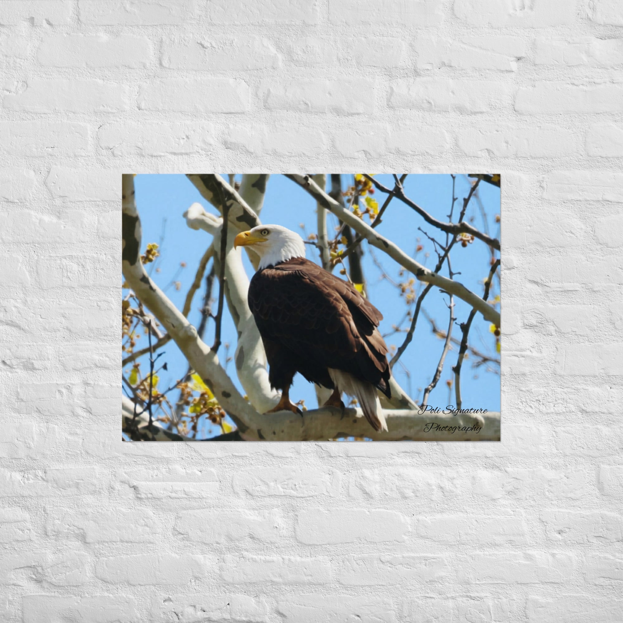 Poster - Nature By PoliPosterNature By Poli Nature By PoliA1 (23.3″×33.1″)