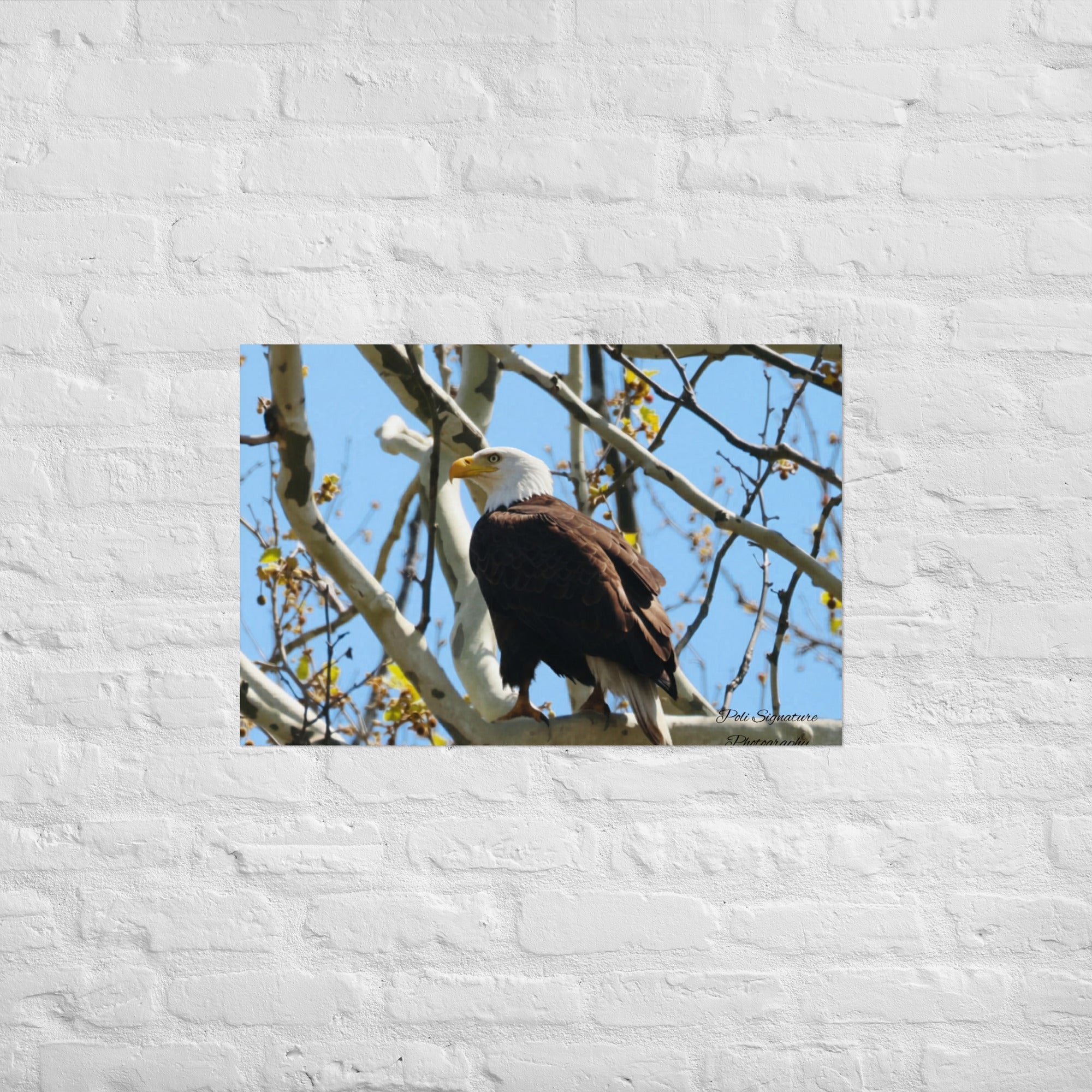 Poster - Nature By PoliPosterNature By Poli Nature By Poli20″×30″